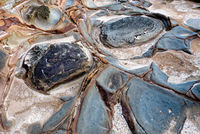 SC125 Sea Rocks, Bundjalung National Park NSW